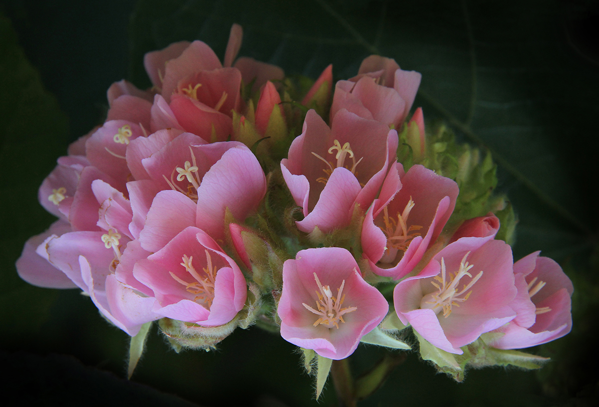 UN POMITO DE FLORES