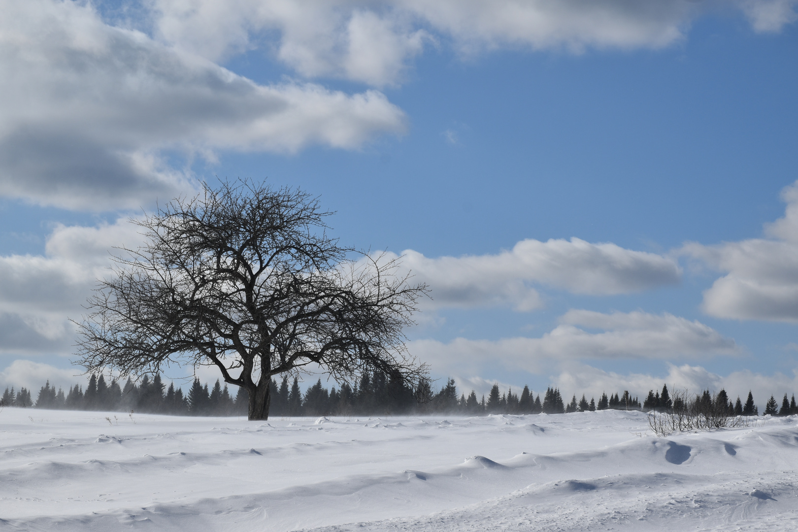 Un pommier dans un champ en hiver