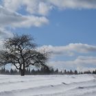 Un pommier dans un champ en hiver