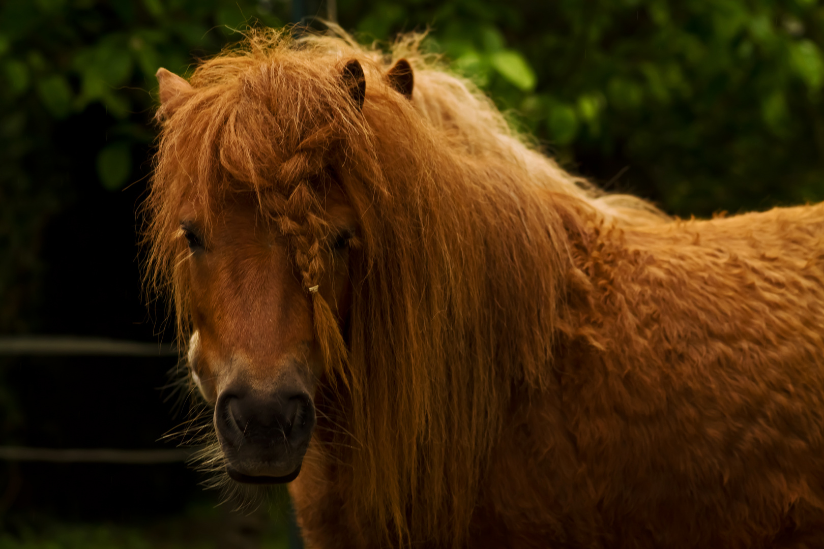 Un poney peut en cacher un autre!