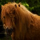 Un poney peut en cacher un autre!