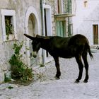 Un pranzo in paese.....disturbato