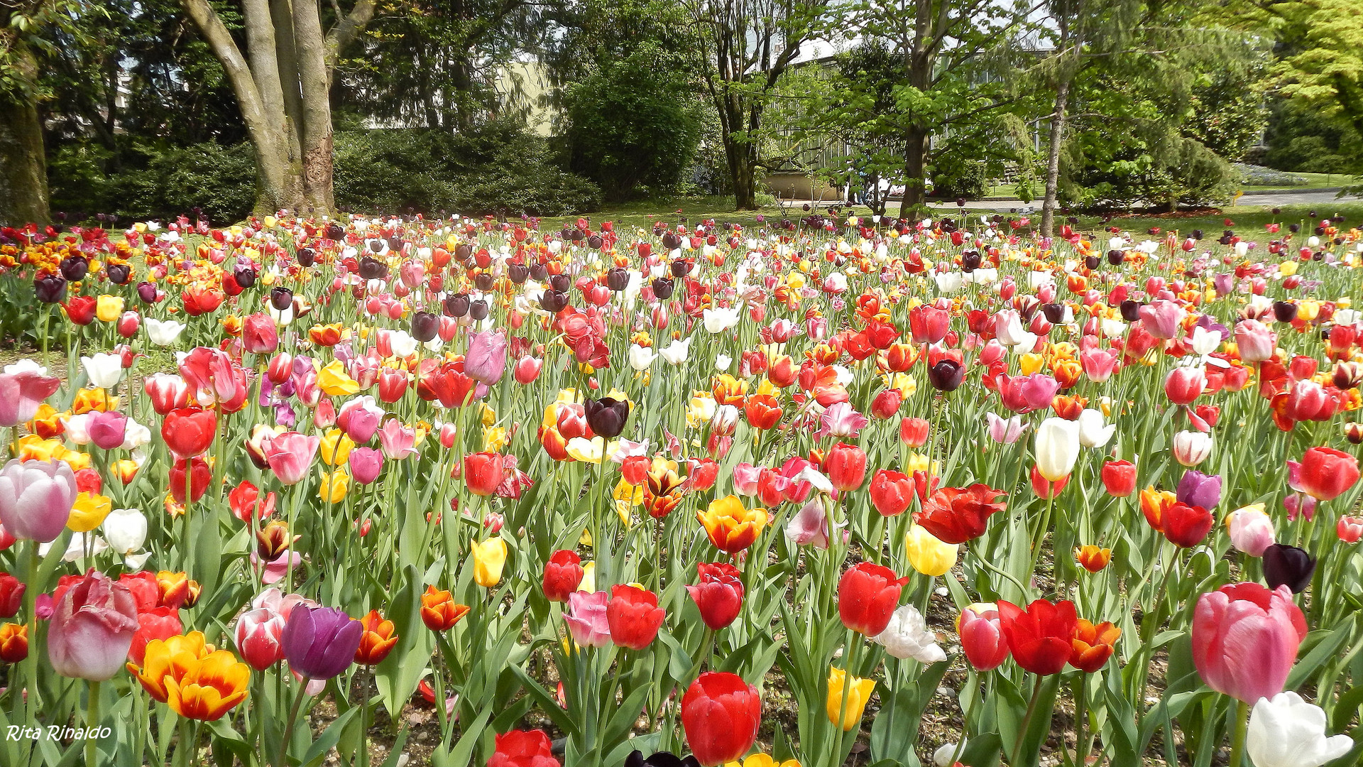 un prato di tulipani!!!