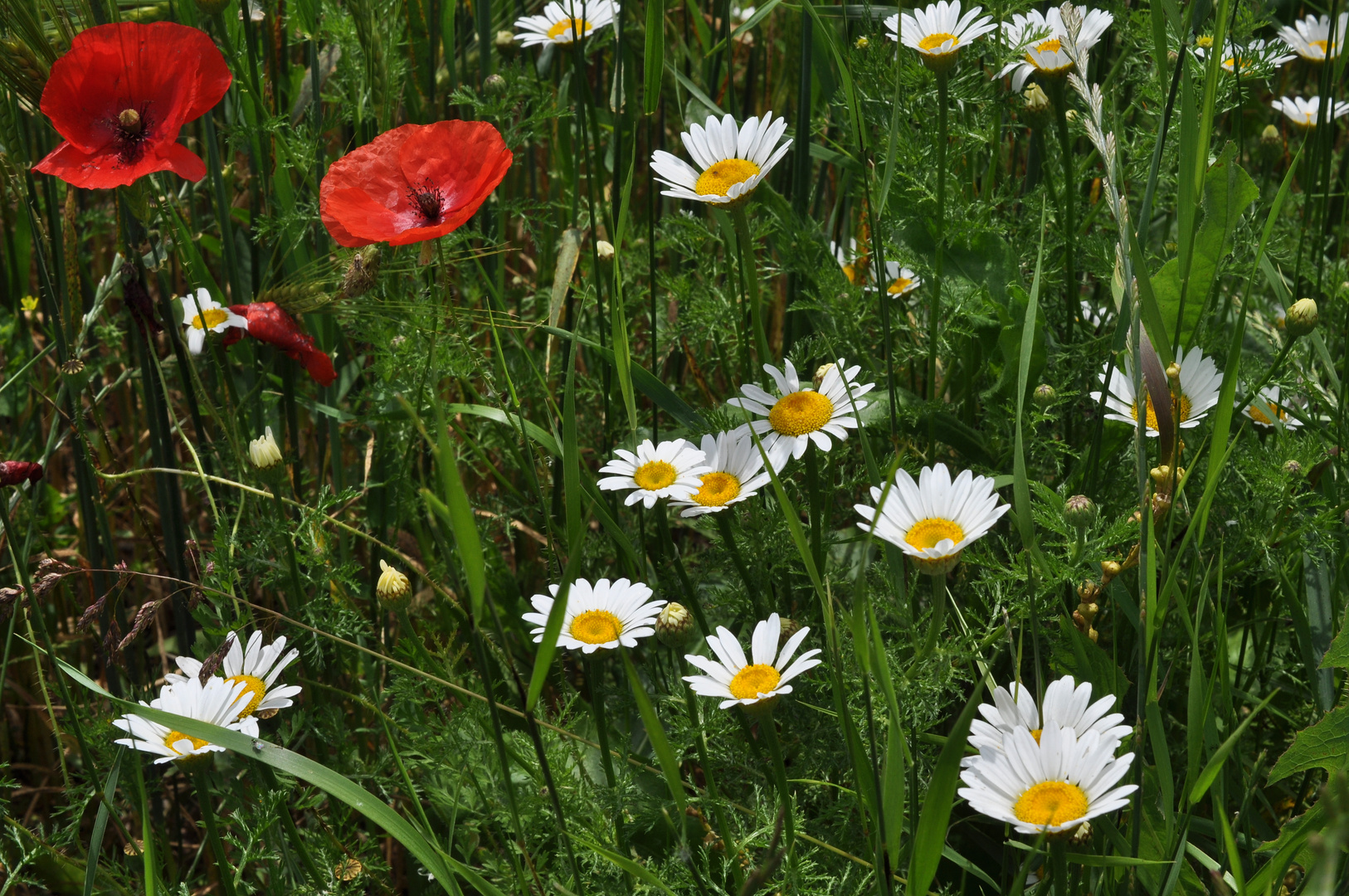 Un prato in primavera