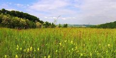 Un pré au printemps (Piémont pyrénéen) - Eine Wiese im Frühling (Ausläufer der Pyrenäen)