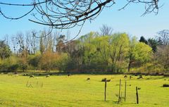 Un pré dans la vallée de la Gèle à Condom