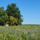 Un pré fleuri près de chez moi