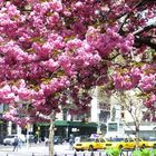 Un printemps à NY