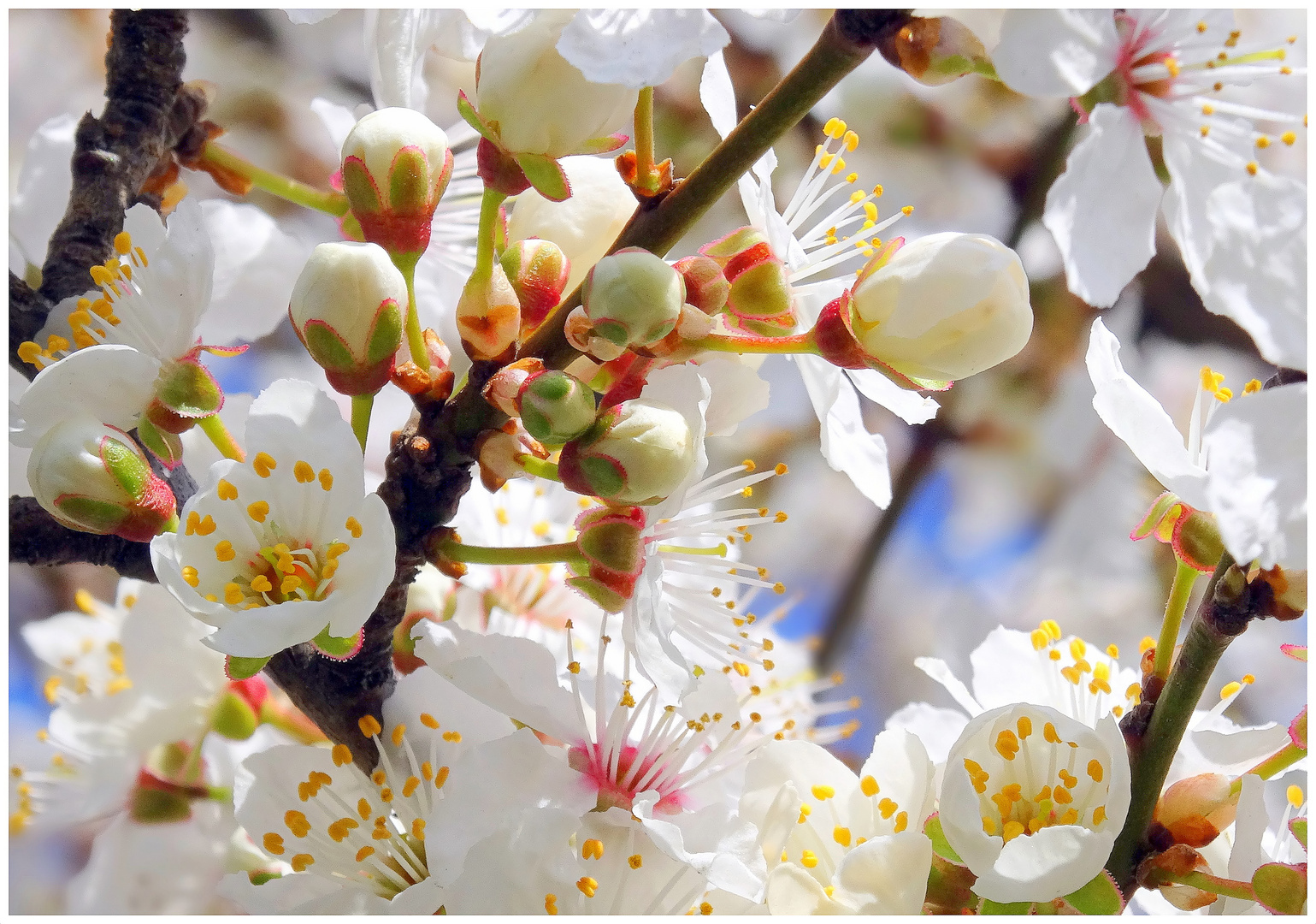 Un printemps acidulé