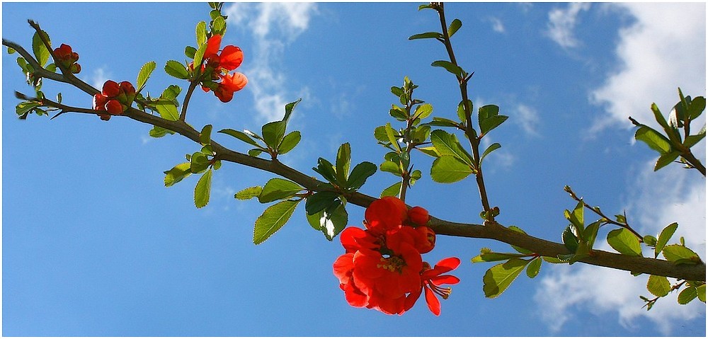 Un printemps radieux