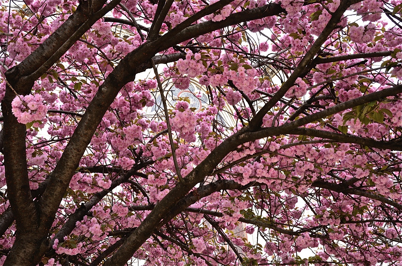 Un prunus à Notre-Dame