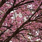 Un prunus à Notre-Dame