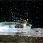 Un p'tit bain après un bon bain de soleil....