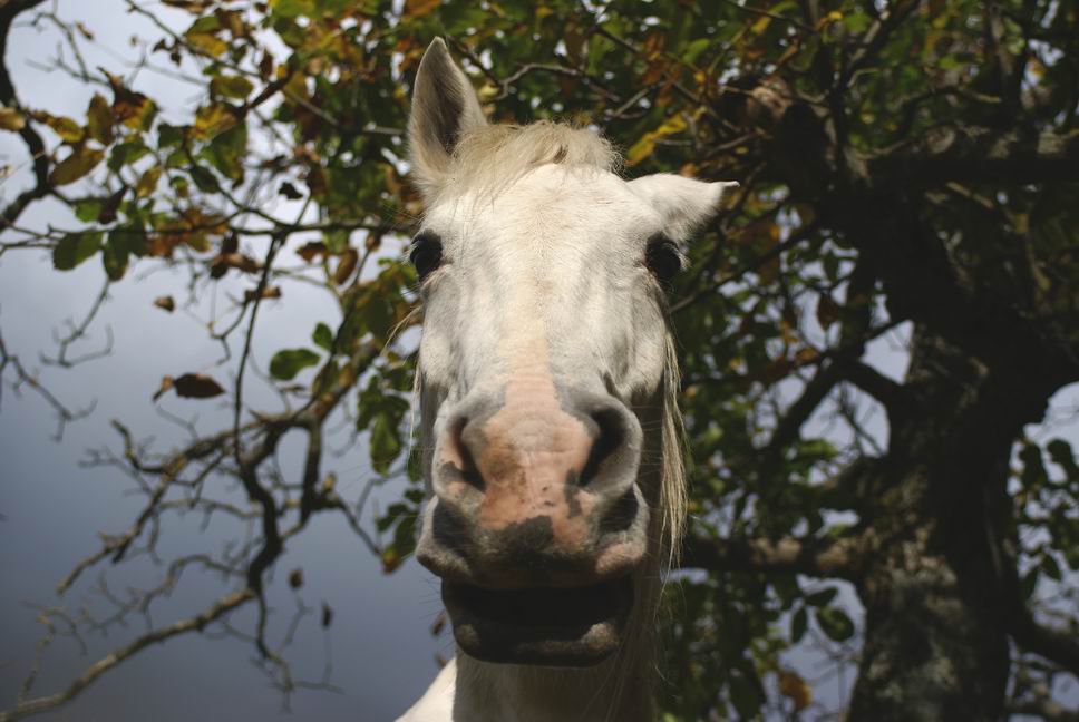 un ptit cheval