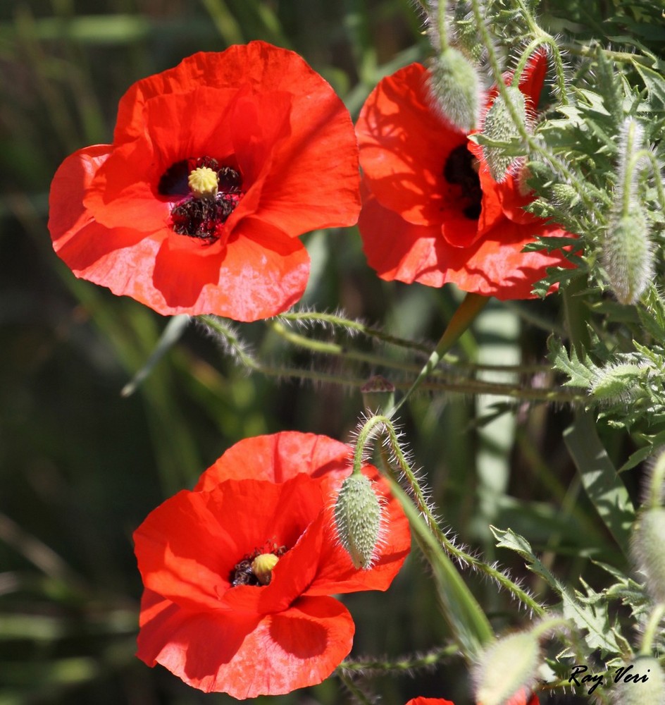 un p'tit Coquelicot