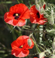 un p'tit Coquelicot