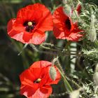 un p'tit Coquelicot