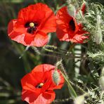 un p'tit Coquelicot