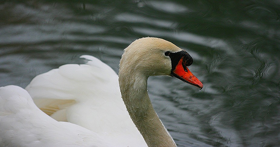 un ptit cygne...!!!!!!!