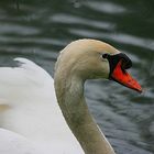 un ptit cygne...!!!!!!!