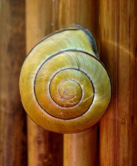 un ptit escargot sur ma terrasse