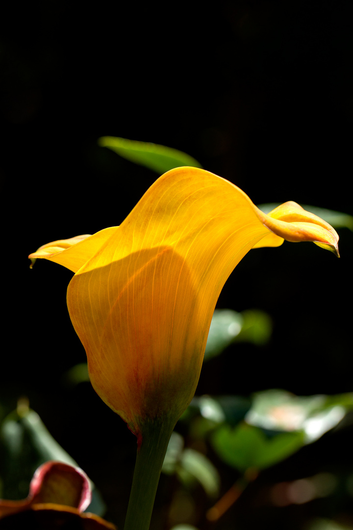 Un p'tit jaune ... pour la route ....