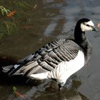 Un p'tit nouveau au parc