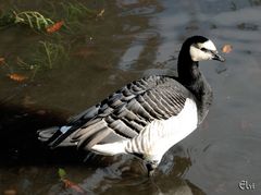 Un p'tit nouveau au parc