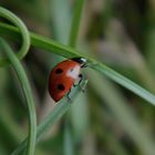 Un punto rosso tra i fili d'erba...