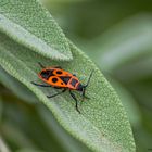 Un Pyrrhocoris apterus sur feuille de sauge