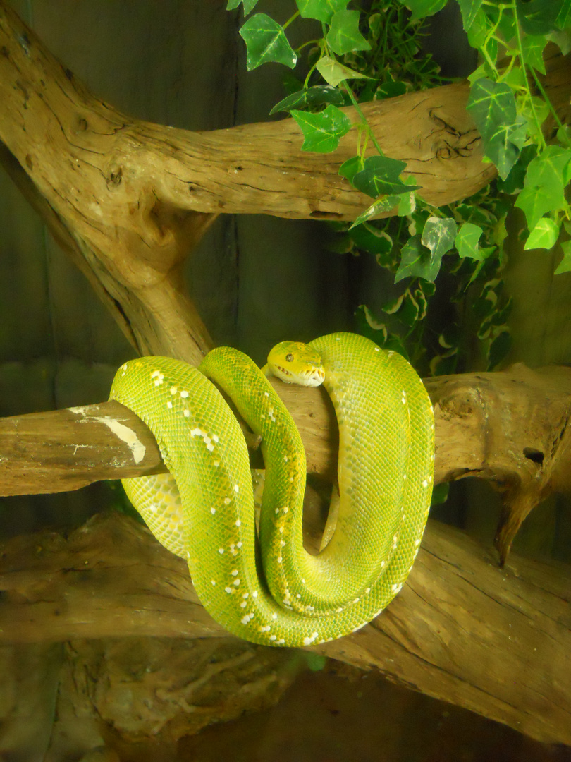 Un python vert