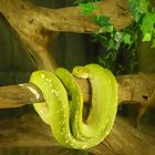 Un python vert