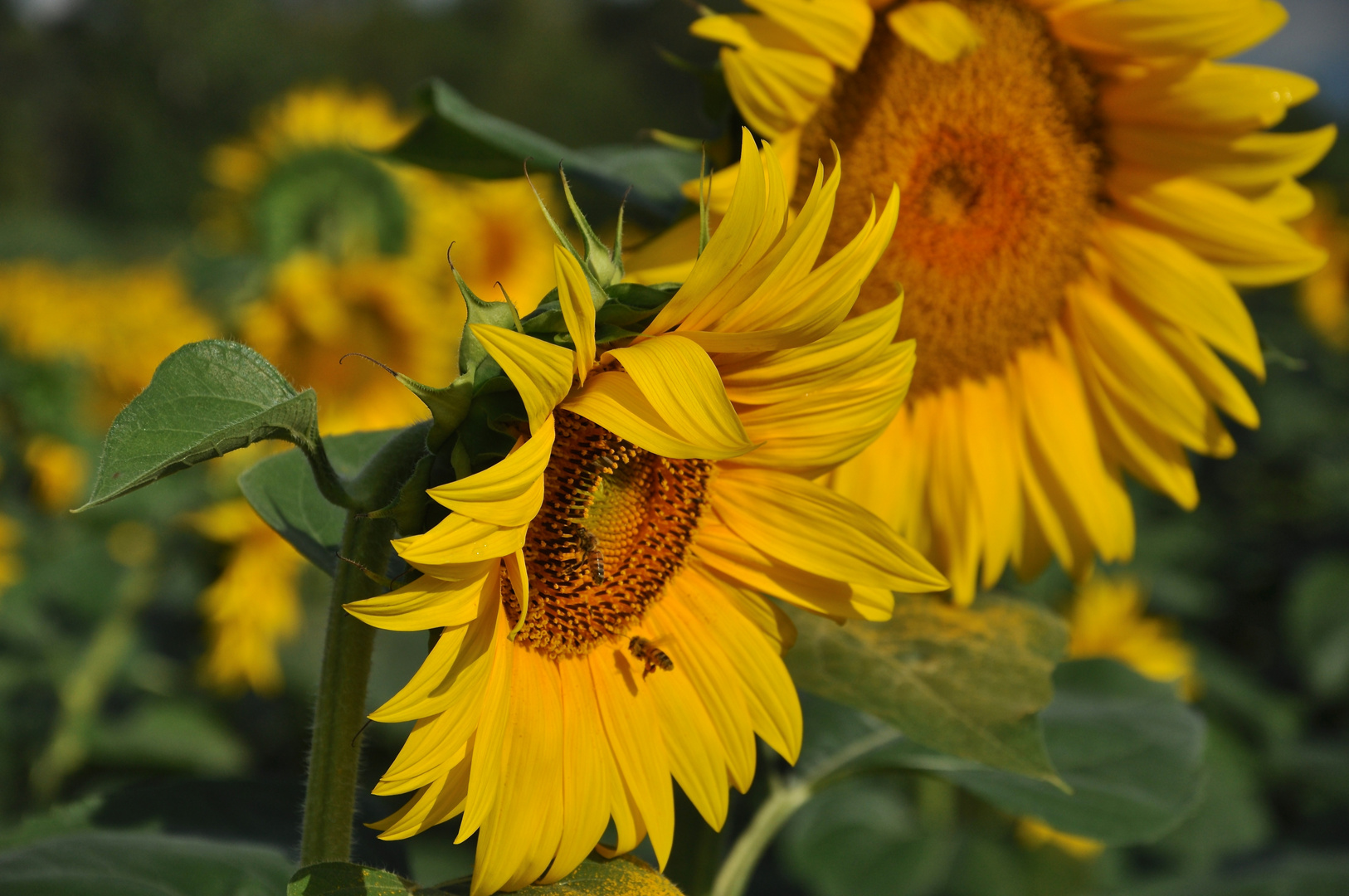 Un raggio di sole