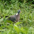 un ramier pour Lapulapu