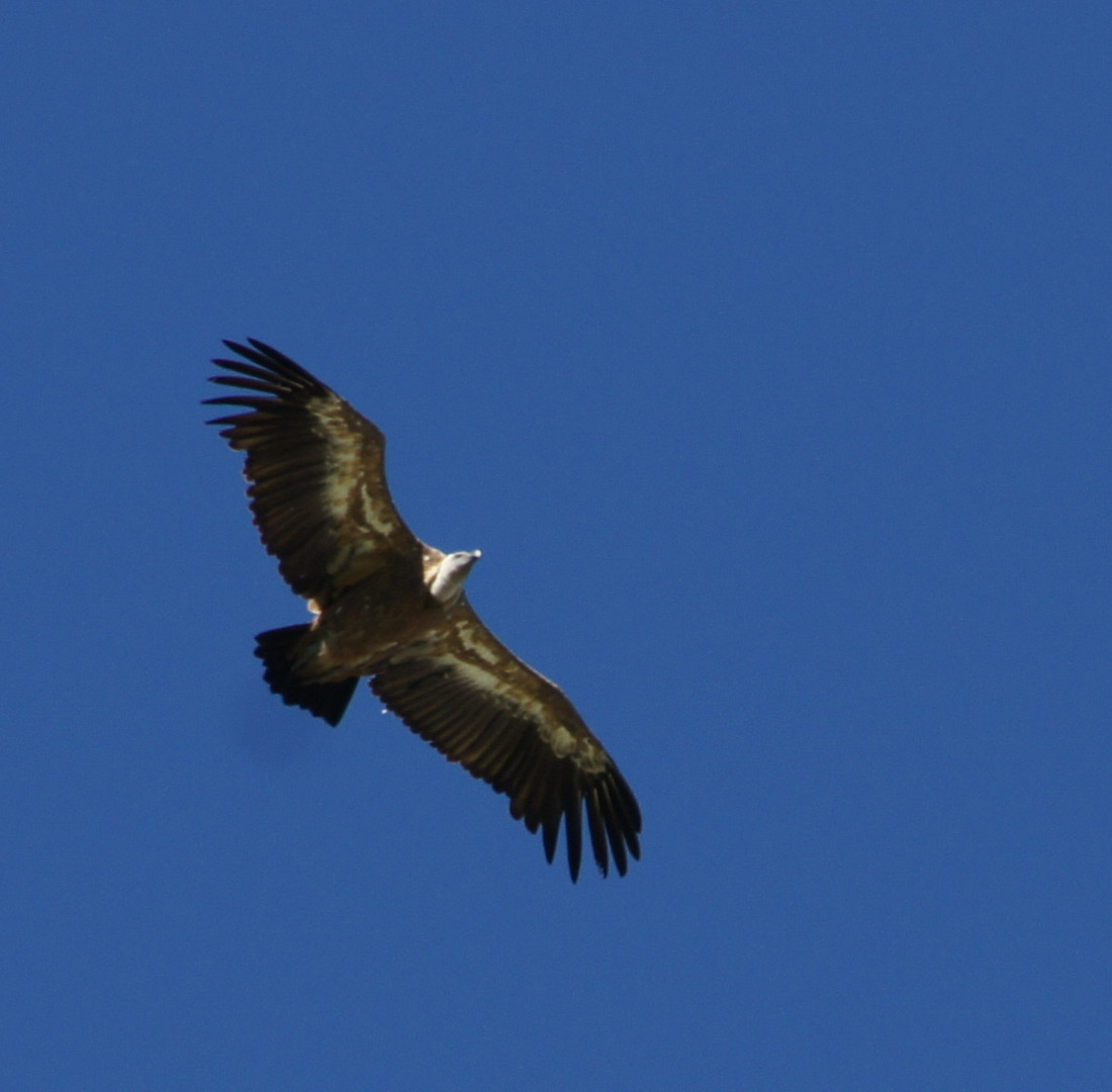 Un Rapace solitaire