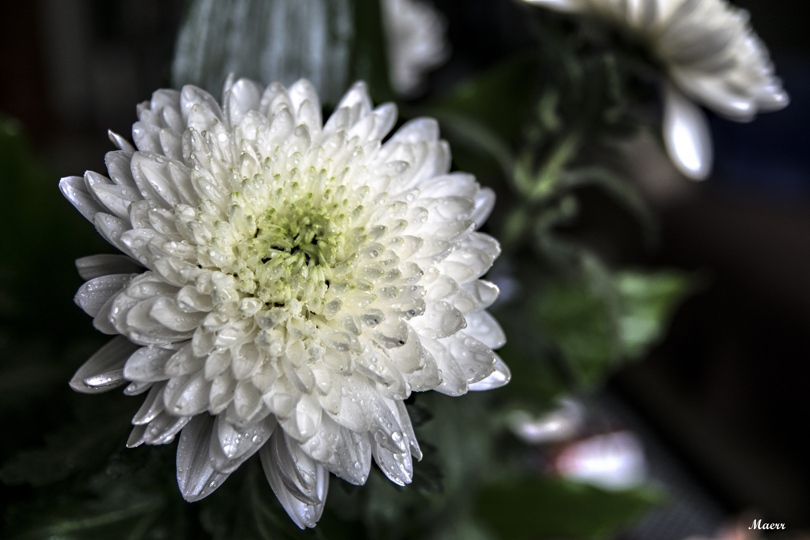 Un rayo de luz Imagen & Foto flores, motivos Fotos de