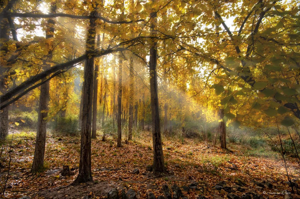 Un rayo de sol