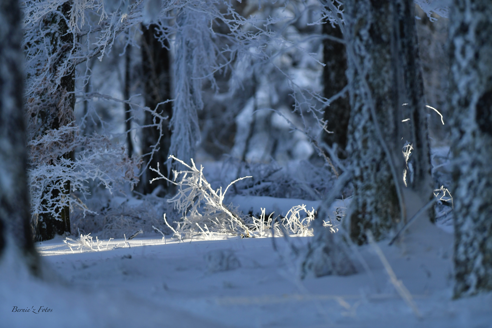 Un rayon de solei sur la neige