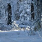 Un rayon de solei sur la neige