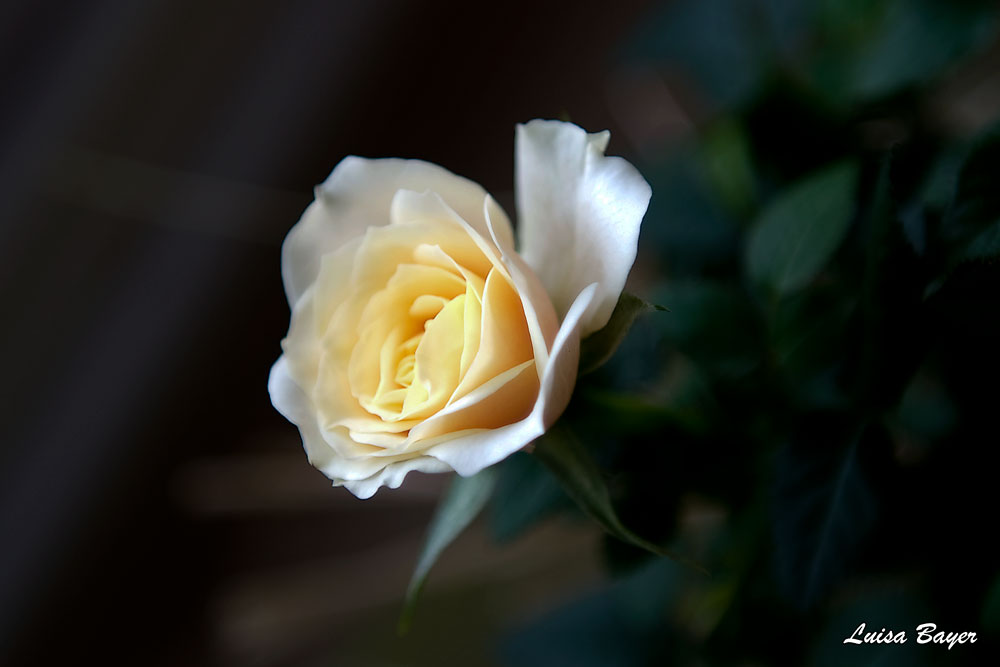Un Recuerdo, esta rosa