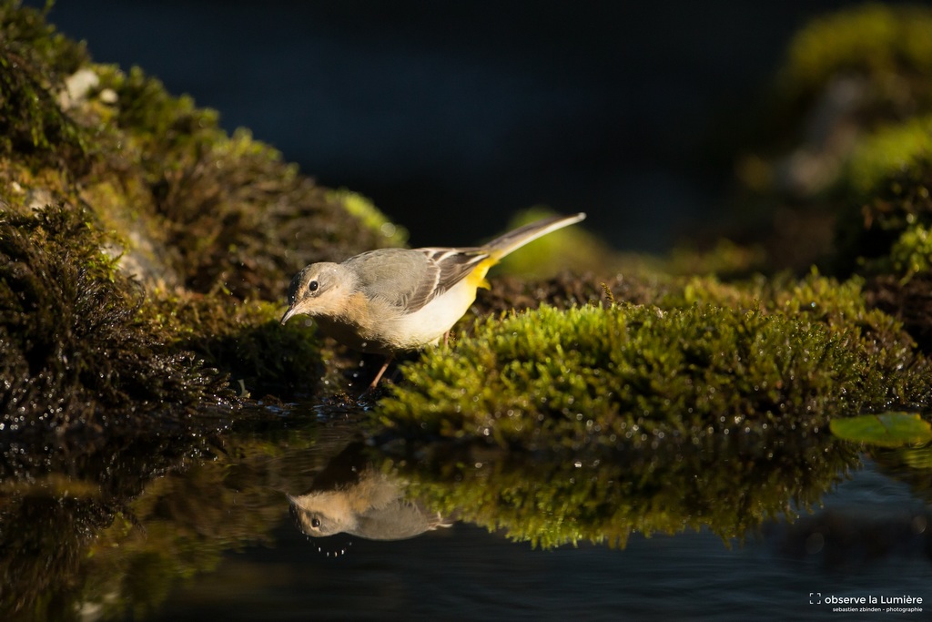 Un reflet