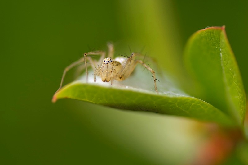 Un regard attendrissant