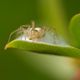 Un regard attendrissant