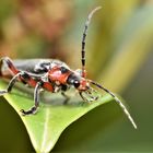 Un regard perçant