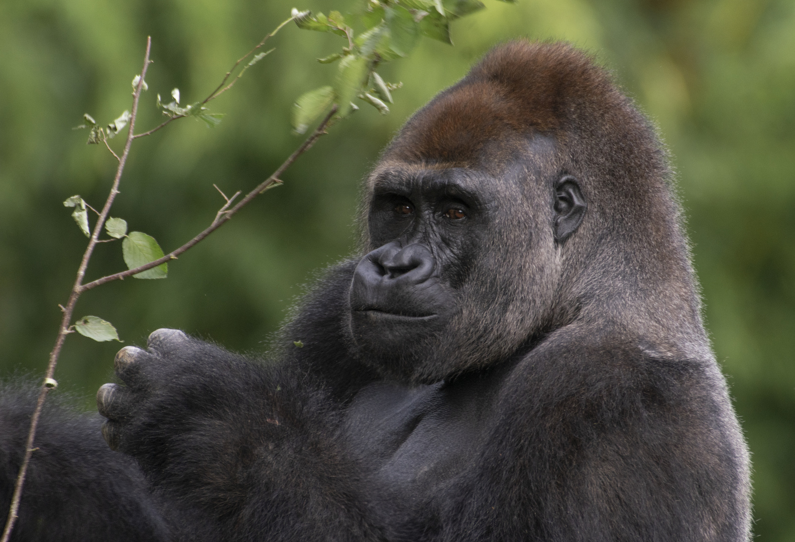 Un regard plein de sympathie (Gorilla gorilla gorilla, gorille des plaines de l'Ouest)