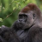 Un regard plein de sympathie (Gorilla gorilla gorilla, gorille des plaines de l'Ouest)