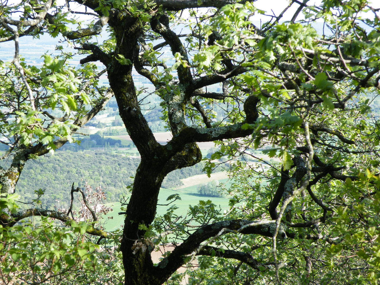 Un regard sur la vallée à travers les branches noueuses d'un arbre