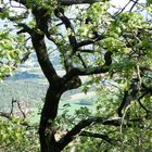 Un regard sur la vallée à travers les branches noueuses d'un arbre