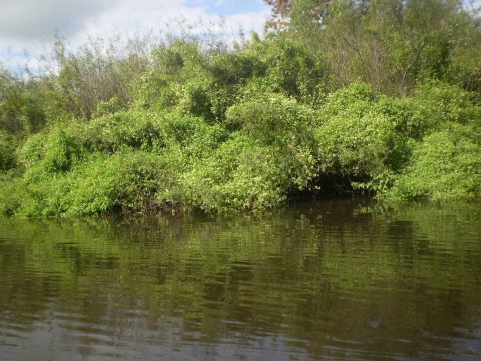 un remanso de la laguna