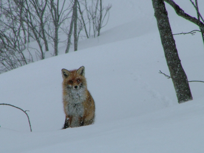 Un renard curieux - Vallée du Nant Brun - Savoie